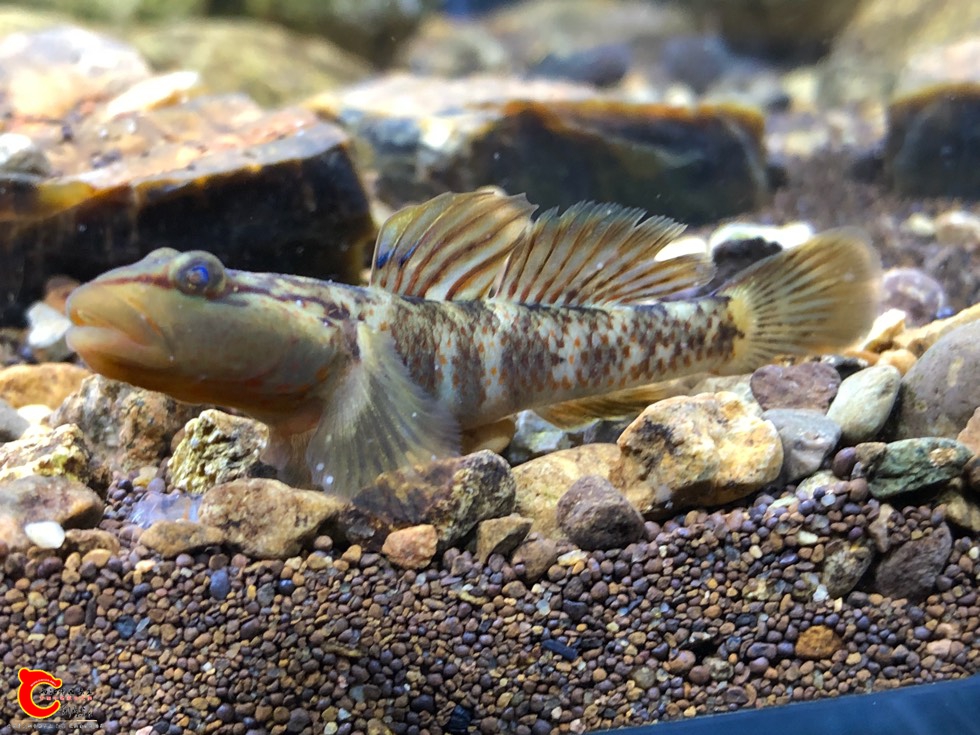 185338s7lc7li7vcs6cgbr.jpg