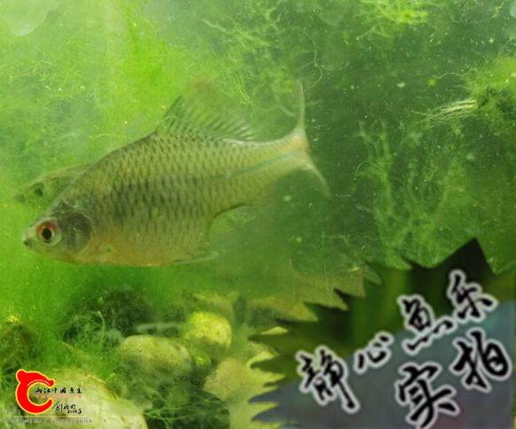 屁股哪去了