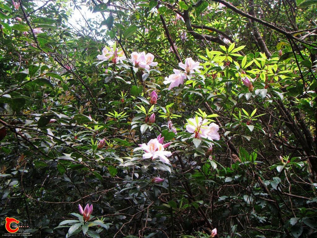 090735yiworzbmomirulcr.jpg