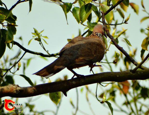 DSC00032_副本.jpg
