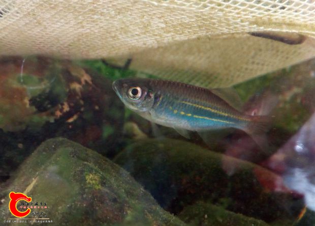 Devario affinis Blyth 1860.jpg