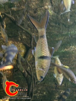 201332bp7iiz2l3m0qcisn.jpg