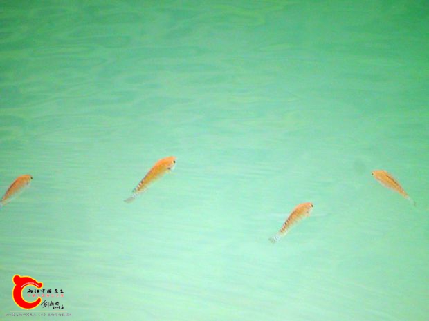 DSC00013_副本.jpg