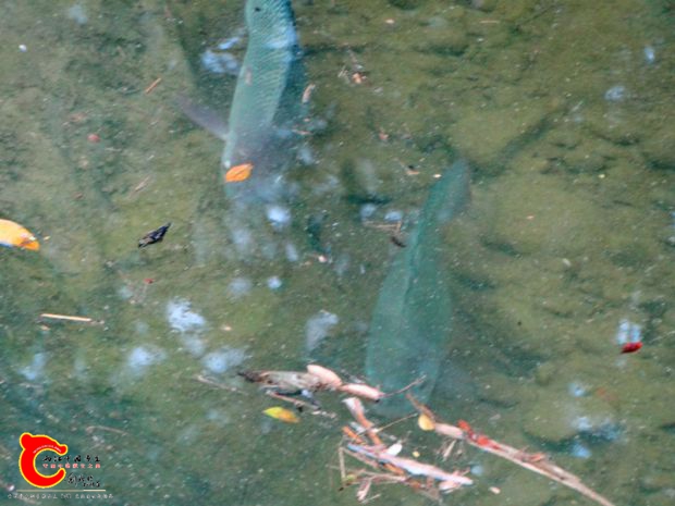 DSC00019_副本.jpg