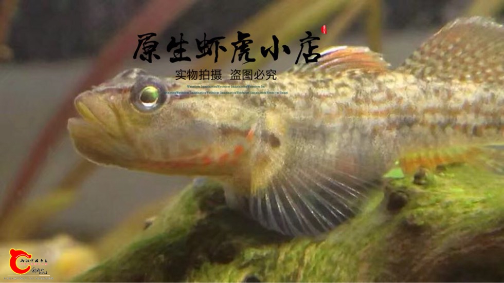 021858hv3nfyefpewemfx5.jpg