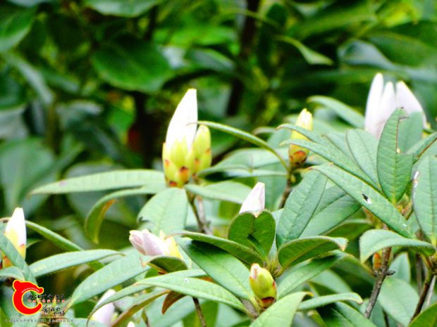 DSC00025_副本.jpg