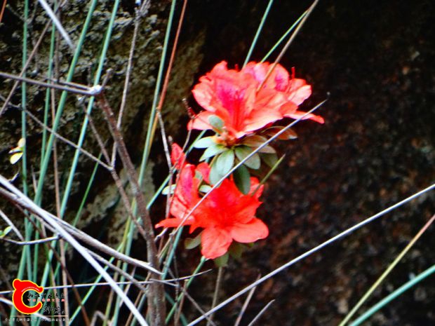 DSC00036_副本.jpg