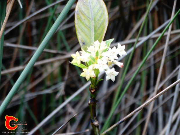 DSC00043_副本.jpg