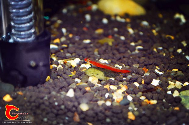 DSC_0671_副本.jpg
