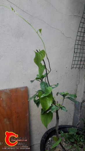 今年由果子新长出来的