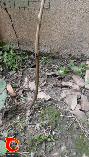 好几年的，刚冒出来，还没长叶子