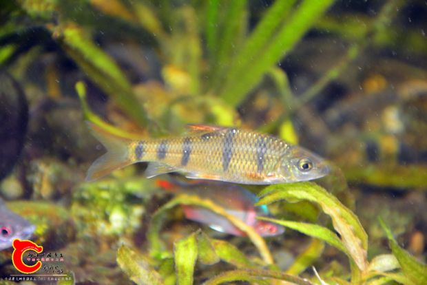 DSC_4148.JPG