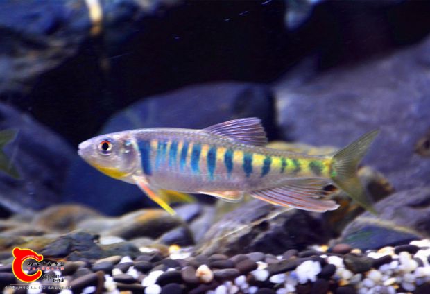 DSC_4203.JPG