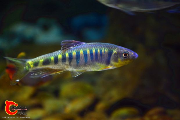 DSC_4286.JPG