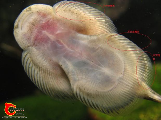 Sinogastromyzon-puliensis-6.jpg