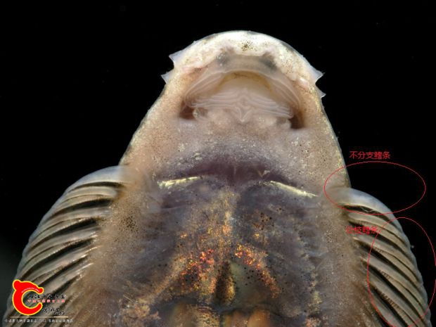 Pseudogastromyzon-myersi-mouth-HW.jpg