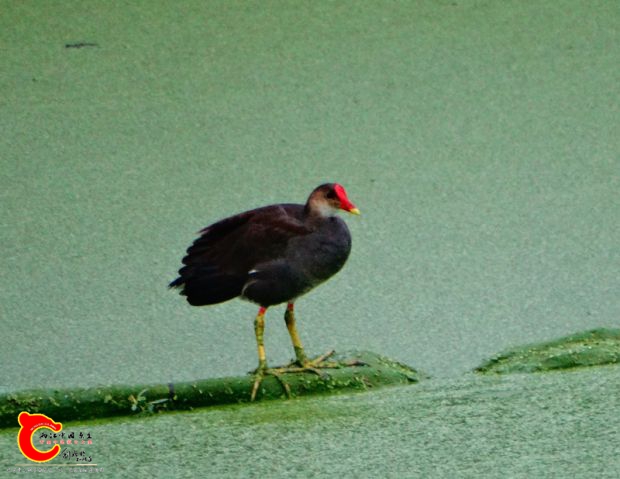 DSC00123_副本.jpg