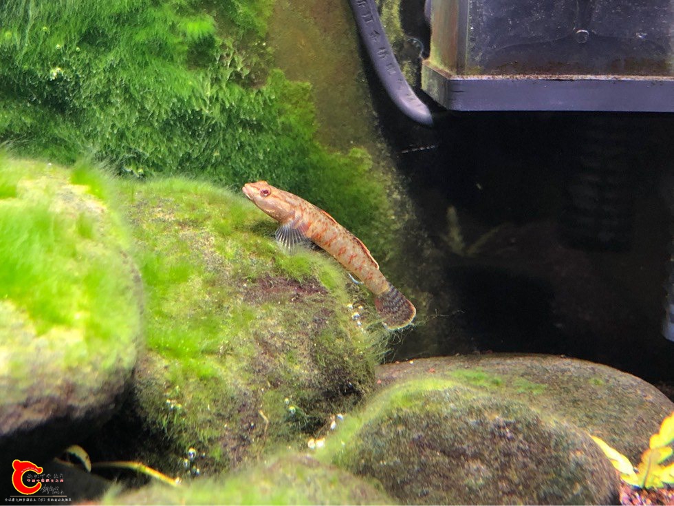 120917i4815o6c51156cnl.jpg