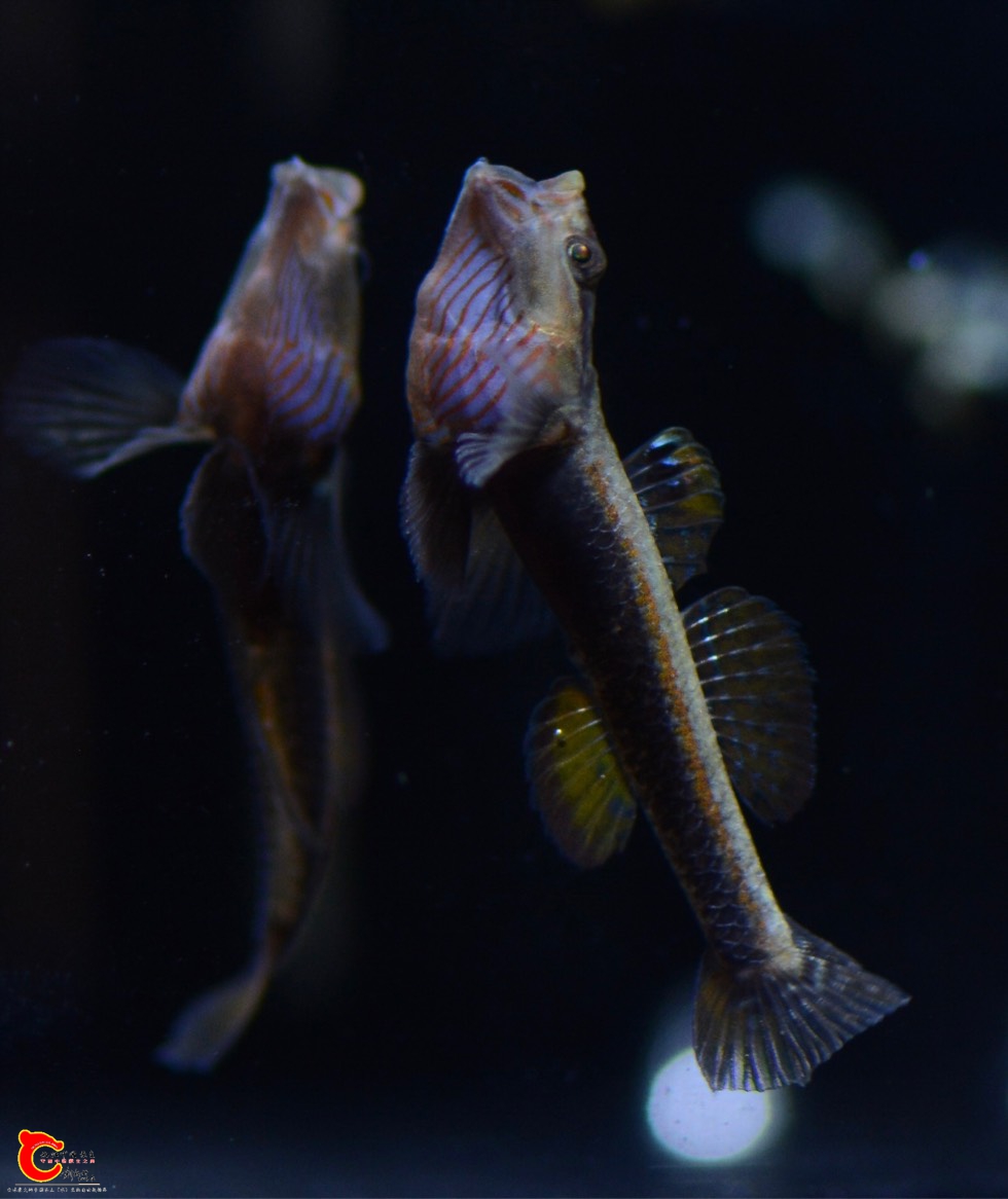 154720p707sc9q30tlt3t7.jpg