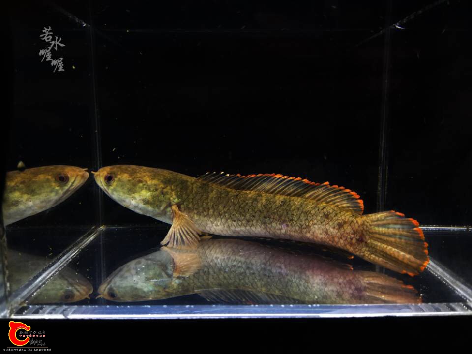 105051y8kl1ollale875ce.jpg