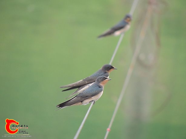 家燕 别名:观音燕,燕子,拙燕 英文名:barn swallow 学名: hirundo