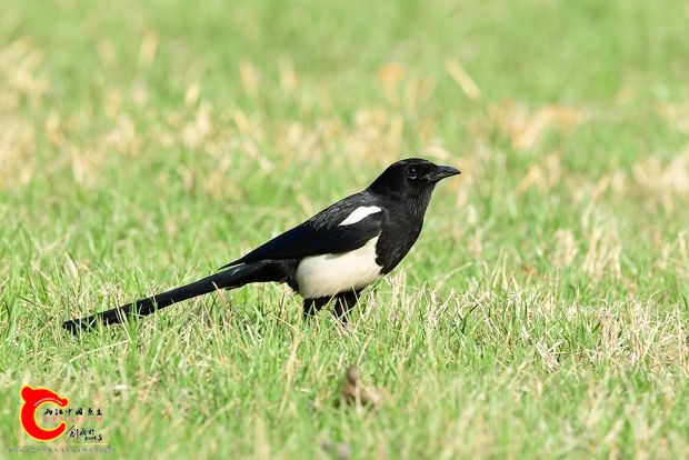 喜鹊pica pica - 南水北调 - 两江中国原生--做中国最好的原生网络