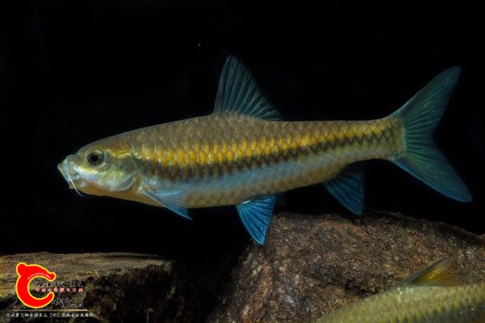 带你走近吉罗鱼的世界