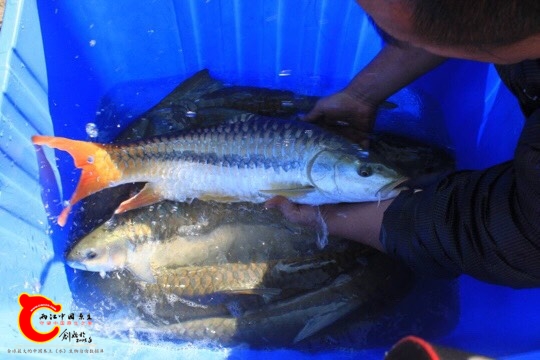 且叫它盈江结鱼sp吧,但是和盈江结鱼外观区别明显.