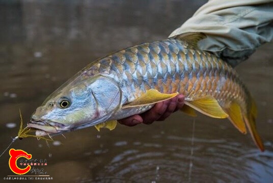 且叫它盈江结鱼sp吧,但是和盈江结鱼外观区别明显.