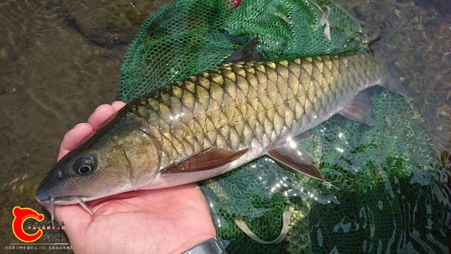 带你走近吉罗鱼的世界