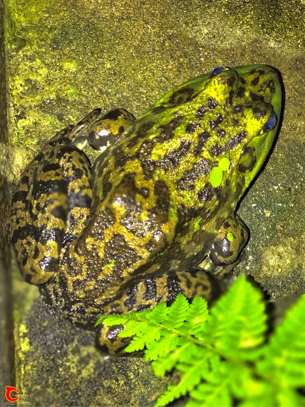 这只蛙已经在我家的天井放养一个多月了,一直不知道是什么品种的蛙类