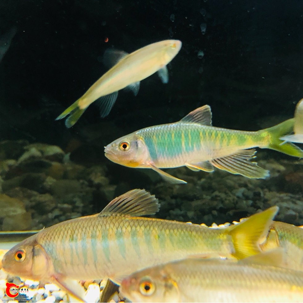 丹亚科 - 两江中国原生--做中国最好的原生网络 两江网络 - 全球最大