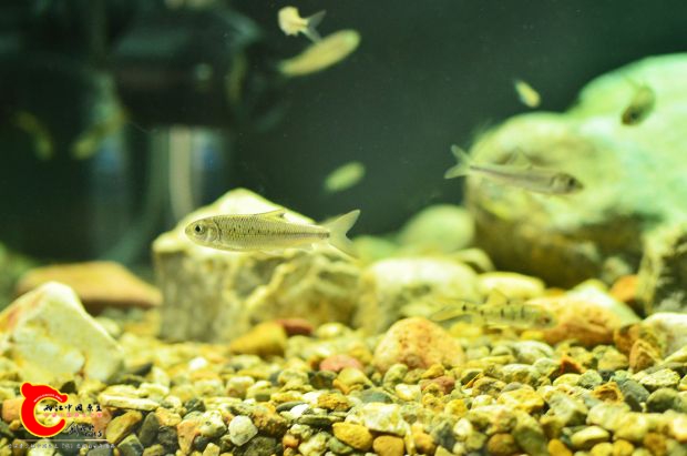 DSC_2197.JPG