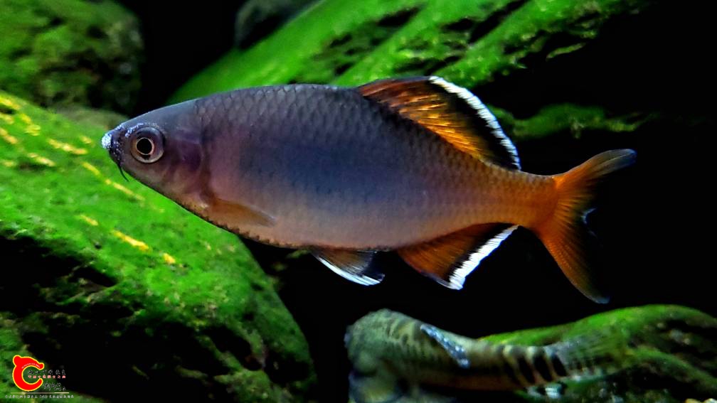 114524r79avv8py4n9vp1y.jpeg