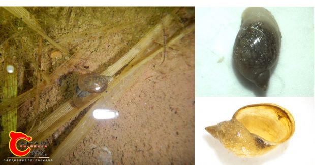 耳萝卜螺radix auricularia*