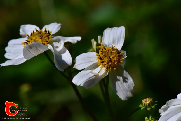 DSC_0378.JPG
