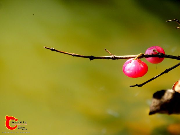 DSC00050_副本.jpg