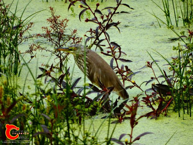 DSC00055_副本.jpg