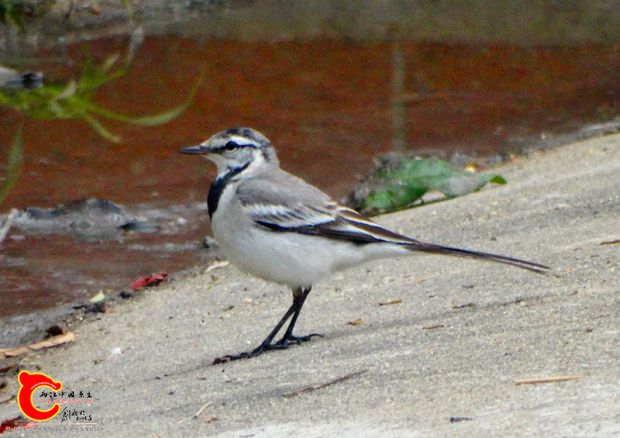 DSC00059_副本.jpg