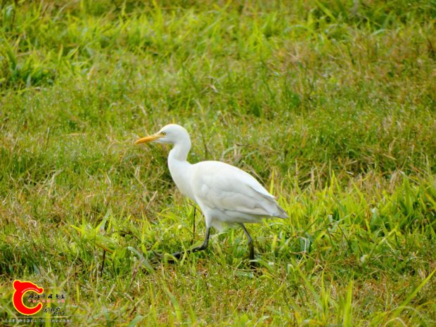 DSC00066_副本.jpg