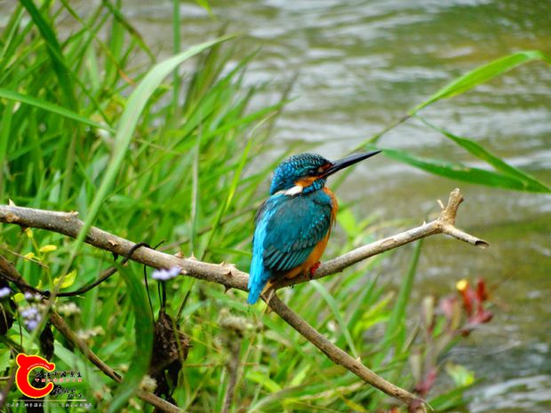 DSC00077_副本.jpg