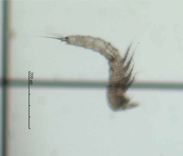 镖水蚤 diaptominae