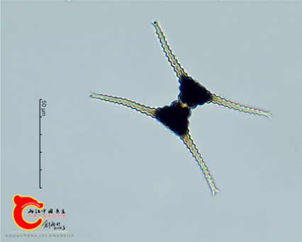 浮游角星鼓藻Staurastrumplanctonicum.png
