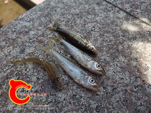 IMG_20201002_125759.jpg