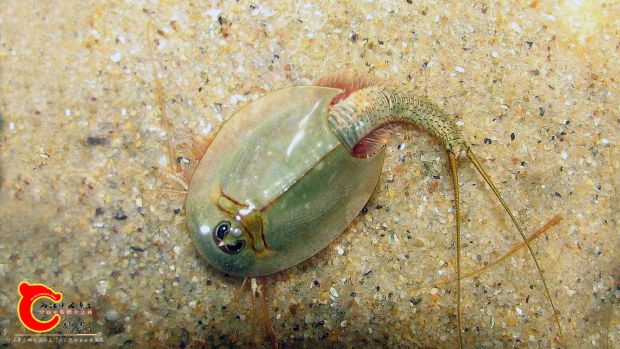 蝌蚪虾Triops_longicaudatus_3.jpg