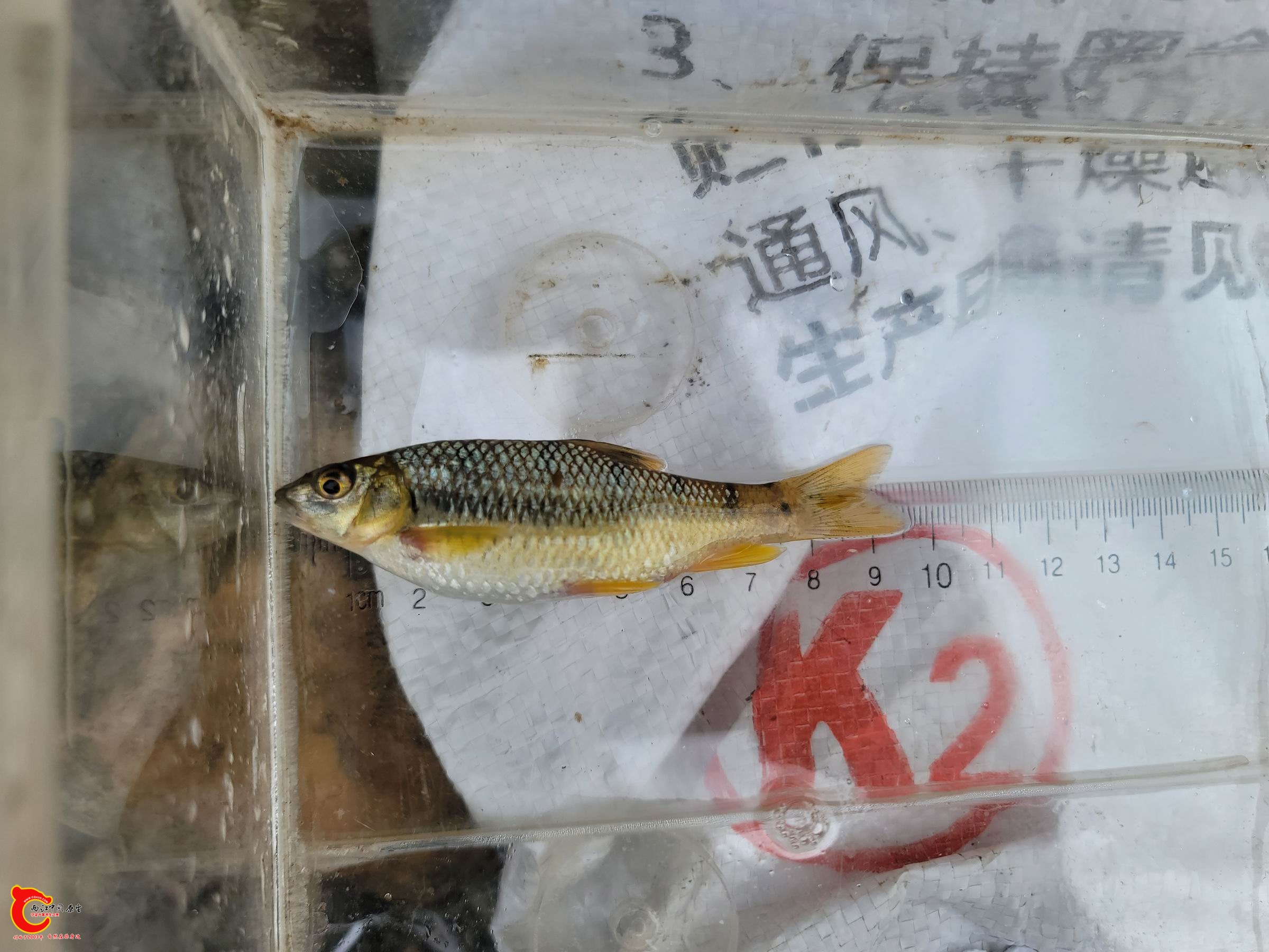 黑鳍泉？
