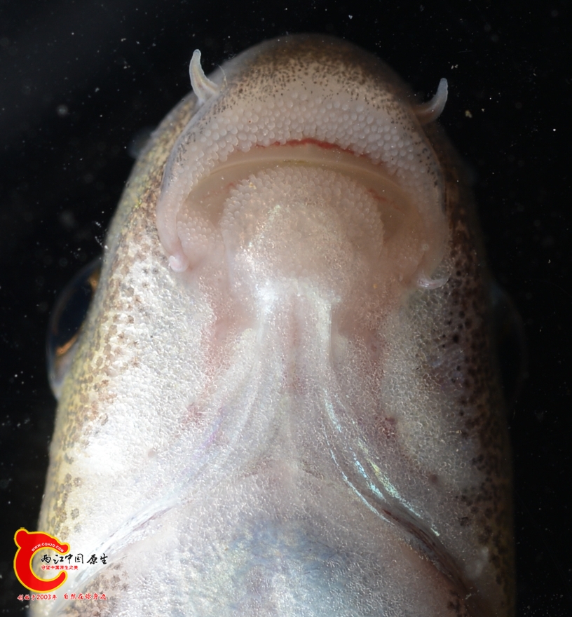 渔获物——红水鲮口唇形态，中央形成吸盘雏形