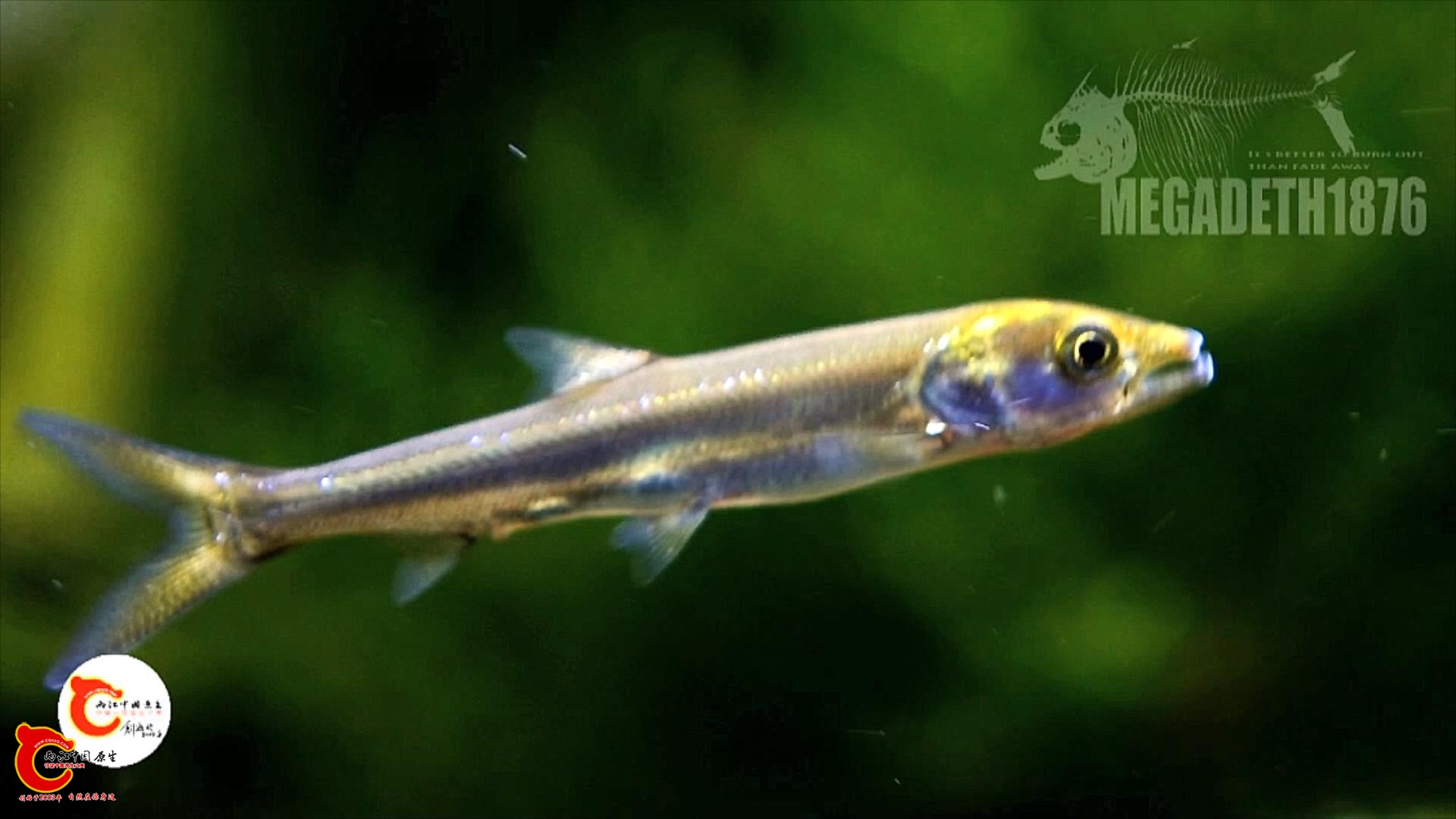 鱤苗 Elopichthys bambusa.mp4_20231107_115758457.jpg