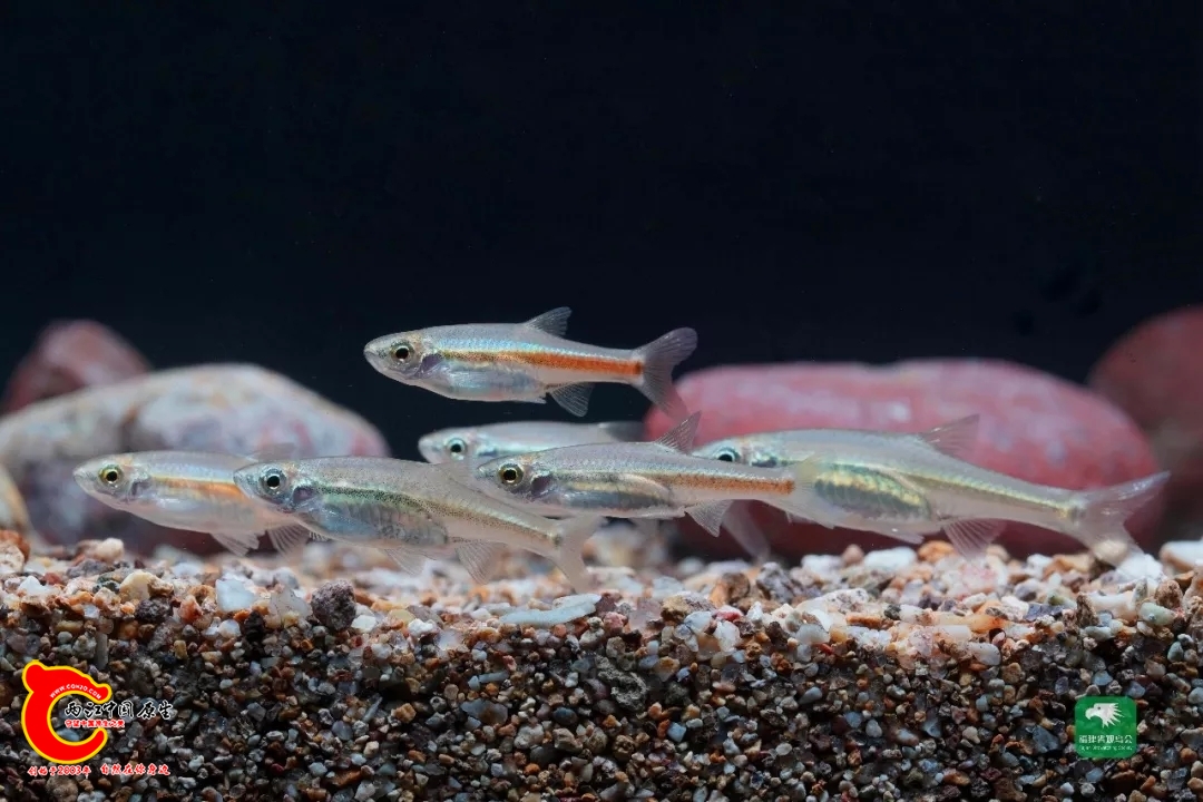 wechat_upload1728994922670e5e6adf218