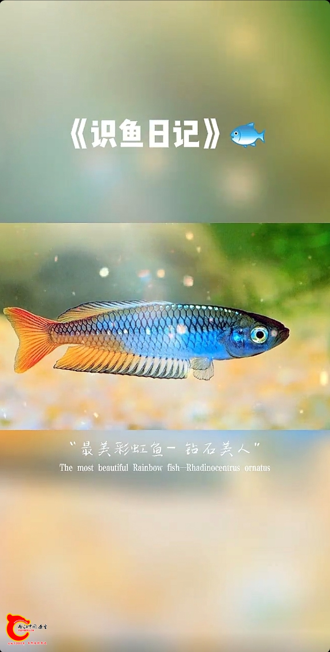 wechat_upload17294146656714c609a2f29